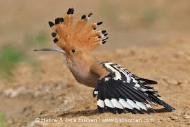 Attēlu rezultāti vaicājumam “Upupa epops adult”