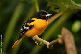 Image result for Icterus galbula