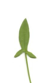 Attēlu rezultāti vaicājumam “Rumex acetosa leaf”