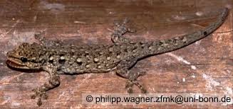 Attēlu rezultāti vaicājumam “Lycogala irregulare sessile”