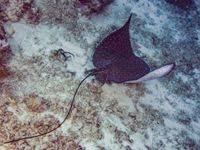 Image result for Aetobatus ocellatus