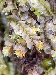 Attēlu rezultāti vaicājumam “Chiloscyphus pallescens”