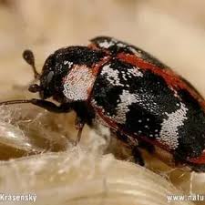 Attēlu rezultāti vaicājumam “Anthrenus scrophulariae”