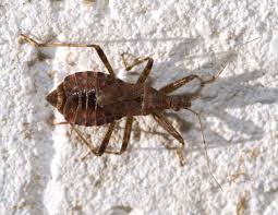 Attēlu rezultāti vaicājumam “Himacerus apterus”