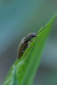 Attēlu rezultāti vaicājumam “Cidnopus aeruginosus”