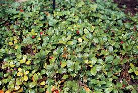 Attēlu rezultāti vaicājumam “Gaultheria cuneata”