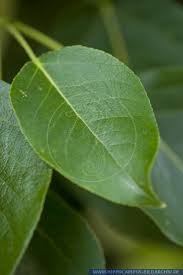 Attēlu rezultāti vaicājumam “Populus x berolinensis”