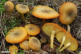 Attēlu rezultāti vaicājumam “Tricholomopsis decora”