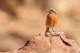 Image result for Phoenicurus moussieri