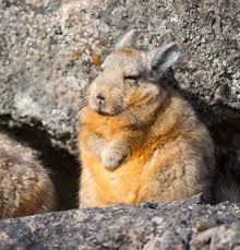 Image result for viscacha