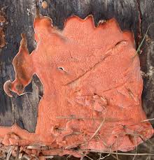 Attēlu rezultāti vaicājumam “Rhodonia placenta”