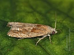 Attēlu rezultāti vaicājumam “Eucosma aspidiscana”