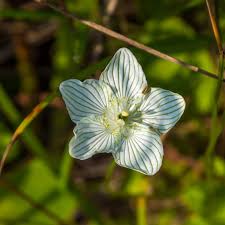 Attēlu rezultāti vaicājumam “Parnassia palustris leaf”