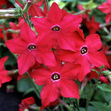 Image result for Nicotiana x sanderae `Perfume`F1