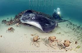 Image result for Bathytoshia brevicaudata