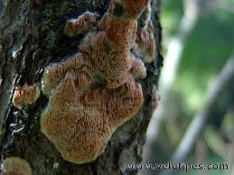 Attēlu rezultāti vaicājumam “Ceriporiopsis resinascens”