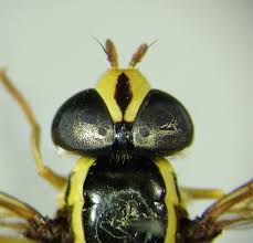 Attēlu rezultāti vaicājumam “Xanthogramma sp.”