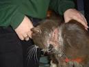 BEWARE Hartz tick and flea control products | Tipped Ear Clan
