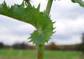 Attēlu rezultāti vaicājumam “Sonchus asper leaf”