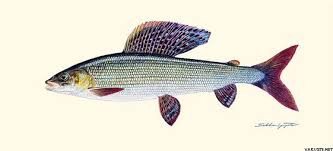 Image result for Thymallus thymallus