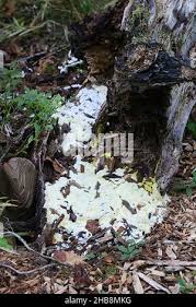 Attēlu rezultāti vaicājumam “Ceratiomyxa porioides young”