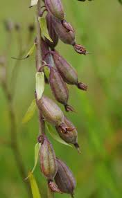 Attēlu rezultāti vaicājumam “Epipactis helleborine fruit”