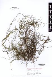 Attēlu rezultāti vaicājumam “Potamogeton trichoides”