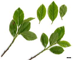 Attēlu rezultāti vaicājumam “Anthyllis maritima leaf”