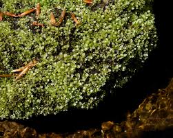 Attēlu rezultāti vaicājumam “Rhizomnium punctatum sporophyte”
