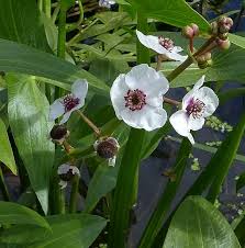 Attēlu rezultāti vaicājumam “Sagittaria sagittifolia flower”