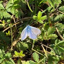 Attēlu rezultāti vaicājumam “Collaria arcyrionema young”