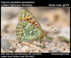 Attēlu rezultāti vaicājumam “Argynnis adippe female”