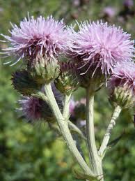 Attēlu rezultāti vaicājumam “Cirsium arvense”