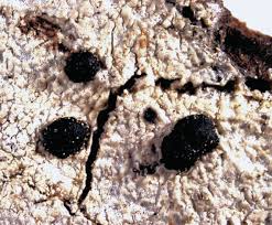 Attēlu rezultāti vaicājumam “Mycoblastus sanguinarius”