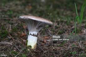 Attēlu rezultāti vaicājumam “Gomphidius glutinosus”