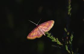 Attēlu rezultāti vaicājumam “Idaea muricata”