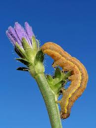 Attēlu rezultāti vaicājumam “Lacanobia contigua larva”