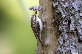 Attēlu rezultāti vaicājumam “Certhia familiaris”