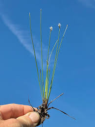 Attēlu rezultāti vaicājumam “Eleocharis uniglumis flower”