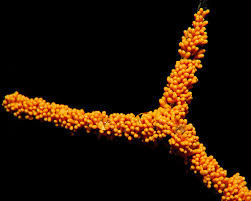 Attēlu rezultāti vaicājumam “Leocarpus fragilis spores”