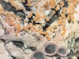 Attēlu rezultāti vaicājumam “Erythricium aurantiacum”