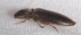 Attēlu rezultāti vaicājumam “Hemicrepidius sp.”