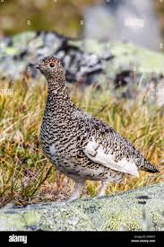 Image result for Lagopus muta