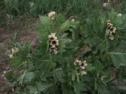 Attēlu rezultāti vaicājumam “Hyoscyamus niger flower”