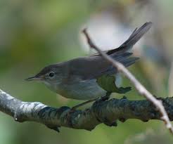 Attēlu rezultāti vaicājumam “Acrocephalus dumetorum”