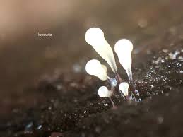 Attēlu rezultāti vaicājumam “Comatricha nigra stalked”