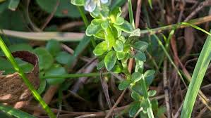 Attēlu rezultāti vaicājumam “Veronica serpyllifolia”