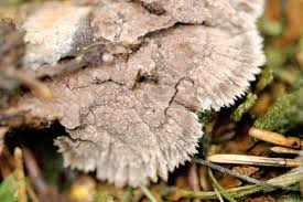 Attēlu rezultāti vaicājumam “Thelephora terrestris”
