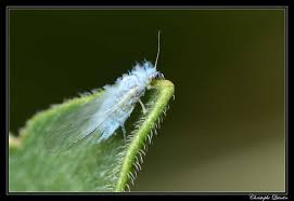 Attēlu rezultāti vaicājumam “Thecabius affinis”