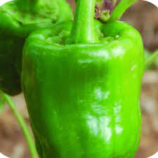 Afbeeldingsresultaat voor california wonder 300 sweet pepper